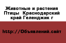 Животные и растения Птицы. Краснодарский край,Геленджик г.